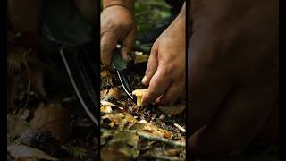 Hobbies of Millions of People. Dish IN THE FOREST! #mushrooms #forest #nature