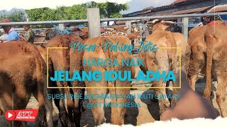 TERBARU - HARGA SAPI  MENDEKATI BULAN QURBAN ❗31 MEI 2023