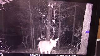 Trail cam photos