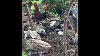 Rooster fighting club #Rooster Competition #Which is the best: comment please