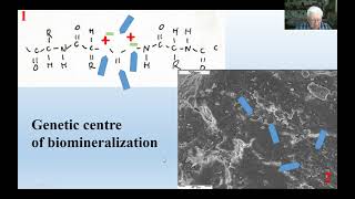 Wykład 53. Rodzaje  genetycznych   centrów mineralizacji tkanek.