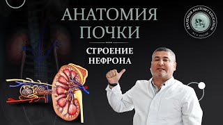 Почка. Анатомия почки. Строение нефрона / Kidney anatomy. Nephron structure