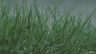 Natureza Acalma | Chuva na grama | Som de chuva com som de pássaros | Barulho de chuva para dormir