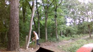 Stihl ms251 cutting down tree with chainsaw