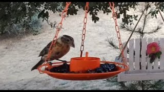 Oriole Jelly Feast🐦7 Species! LIVE STREAM REPLAY Descanso, CA California Mountain Bird Feeder