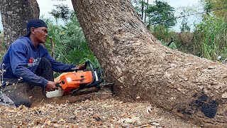 Blackened ‼️ Cut down 2 old trees decades old.