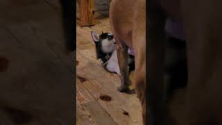 ghost playing with my little sisters dog