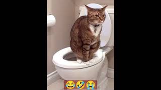 ha bhai akele baiteho 🥲 cat 😺 funny 😹 meme  #funnymemes