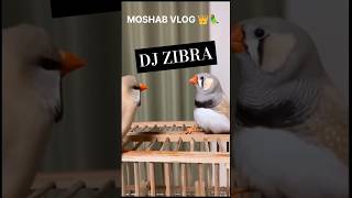 موسيقى طائر زيبرا روميكس dj 🎹🎛️🎚️🎧🎤 #moshab_vlog  #سوق_قريعة_للطيور  #تجارة_الكترونية #