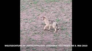 Wolfssichtung in Landolfshausen im LK Göttingen am 8. Mai 2019