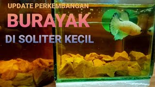 [ hari ke 15 ] perkembangan burayak ikan cupang betta fish hasil breeding sendiri di soliter kecil