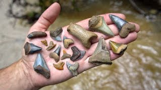 We Found Megalodon Shark Teeth and Other Fossils in a Florida Creek!