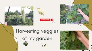 Harvesting vegetables of my terrace's garden