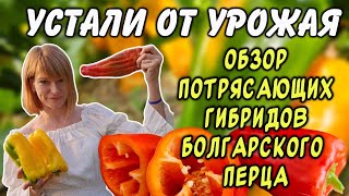 Устали от урожая! Не успеваем перерабатывать этот перец. Запомните эти 4 гибрида