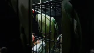 parrot not eating #cute #parrot ##funny