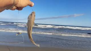 Melhores momentos pescaria de praia Tramandaí