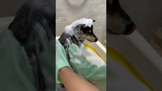 曼玉manyu每周沉浸式翻新ASMR #柴犬 #豆柴 #抖音 #柴犬可愛い