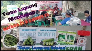 Temu Lapang Mentimun Batara F1 & Zatavy F1 di Lampung Selatan