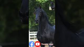 تبارك الرحمن ماشاء الله أ جمل الخيول.   best horse 🐎