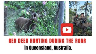 Red Deer hunting during the roar in Queensland, Australia.