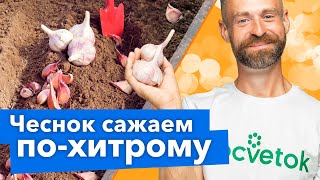 ПОСАДИТЕ ЧЕСНОК ТАК! Не будет болеть и удивит урожаем!