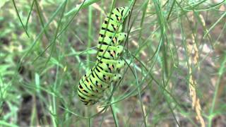 Swallow Tail caterpillar eats from Fennel