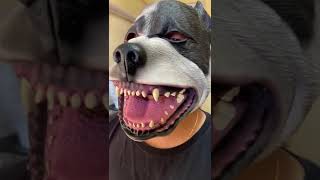 Fantasia Máscara Cachorro Pit Bull com dentes- De Látex