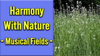 Relax in Harmony with Nature - Musical Fields || relaxing, sleep, peaceful, soothing, stress relief