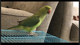 Harshini reaction when hear bird sound from laptop||Harshini seeing bird video