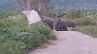 Hathi ka padibar gaon wo main dekhneko Mila  ¥€¢£ Elephant enter in village #pmvlogger #highlights