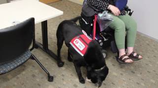 Service Dogs Package