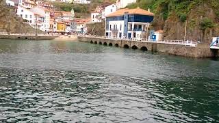 Cormoran sumergiendose en el Puerto de Cudillero