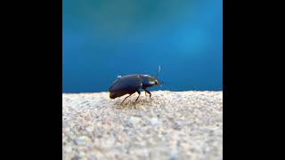 Darkling Beetle Opens Elytra, Spreads Wings