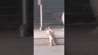 Funny Shorts #funny #newshorts #cat #birds