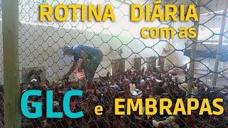 Nossa Rotina diária. Lavando Bebedouro e Alimentando as GLC e EMBRAPAS #criacaodegalinhas #galinhas