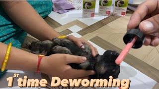 Dogs puppies 🐶 deworming | ￼deworming  kaise kre puppy ki ? ￼