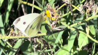 Small White 13Sep2023