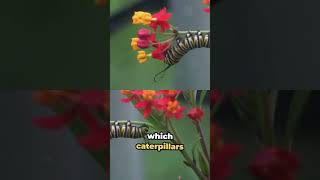 Edible Caterpillars: Safely Surviving Nature