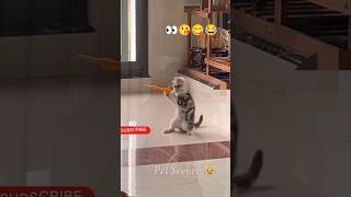 Kitty in commando action.. 👀😋😂 #catvideo #cat #shortsfeed #cats #cutecat #catcompilation #catvideos