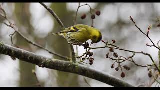 siskin