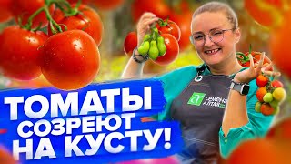 УСКОРИТЬ СОЗРЕВАНИЕ ТОМАТОВ / ПОМИДОРОВ!