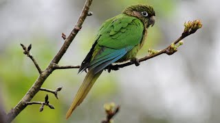 TIRIBA Pyrrhura frontalis se alimentado de frutos do palmito jussara