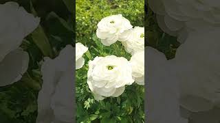 beautiful colours of Ranunculus flowers 🥰 l