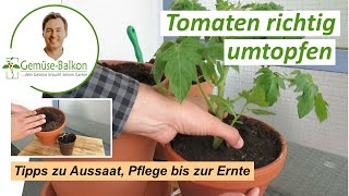 Tomaten 🍅 richtig umtopfen 🌱 und Tipps 💡 für die Tomatenanzucht