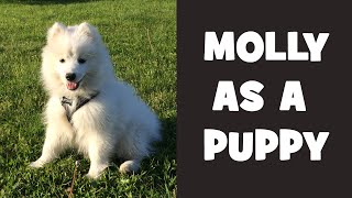 Molly the Japanese Spitz dog as a puppy