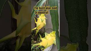 The AMAZING Australian Gold Dragonfruit..#dragonfruitcactus #cactus #gardening