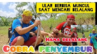 Habitat ular berbisa ternyata juga habitat belalang kayu !! Petani resah!!