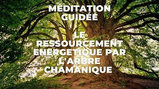 Méditation guidée : le ressourcement de l'arbre chamanique 🌳