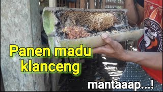 Panen madu klanceng yang banyak manfa'at bagi kesehatan