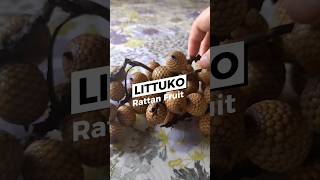 How to Eat Littuko or Rattan Fruit? #filipinofood #exoticfruit #tropicalfruit